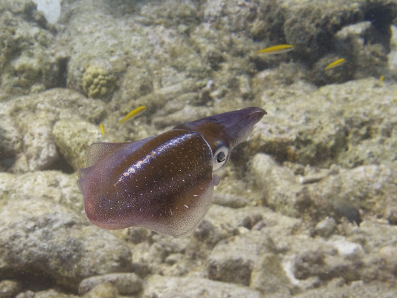 IMG_4170 Caribbean Reef Squid.jpg